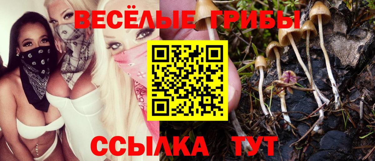 Тара  Псилоцибиновые грибы мухоморы  Вход с VPN  Псилоцибиновые грибы Psilocybine cubensis 